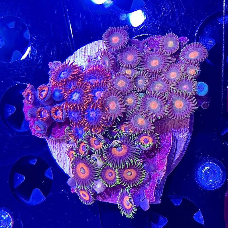 WYSIWYG - Small Zoa Combo #2