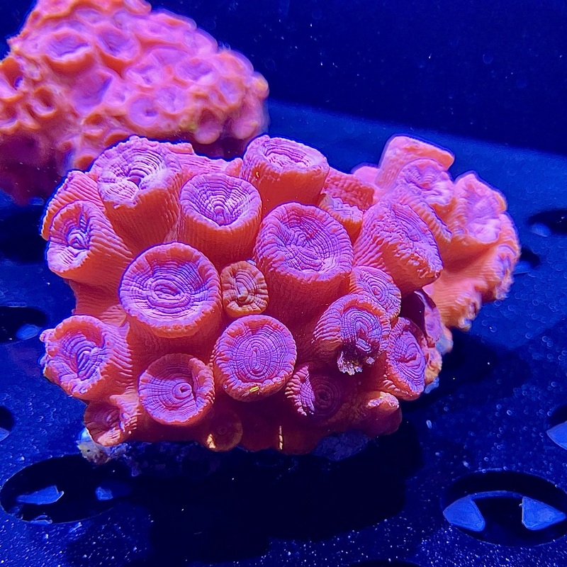WYSIWYG - Sun Coral #2