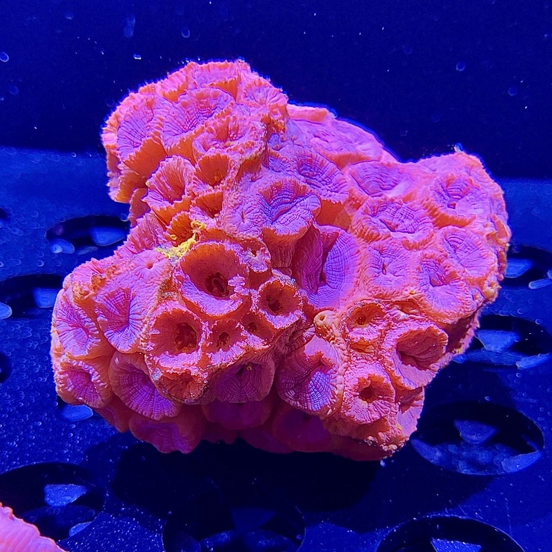 WYSIWYG - Sun Coral #3