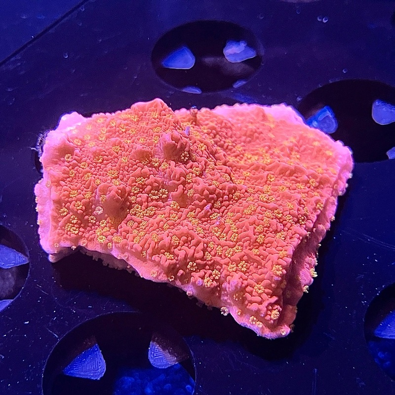 WYSIWYG - Sunburst Montipora