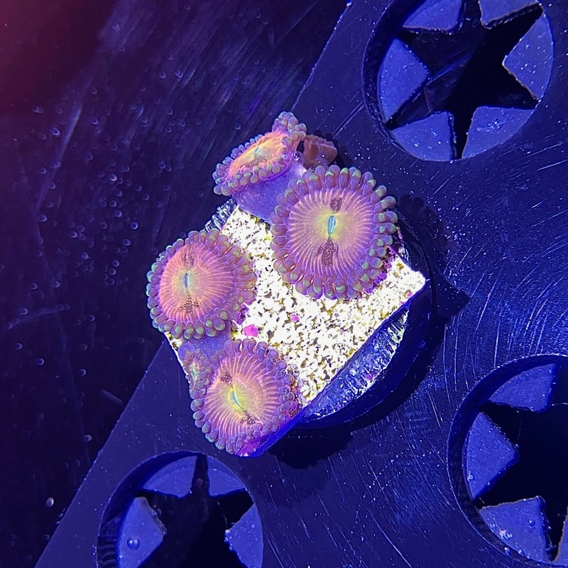 WYSIWYG - TG Sakura Zoa
