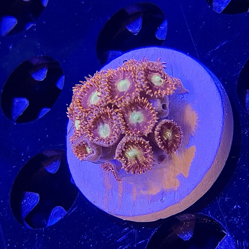WYSIWYG - TK Master Blaster Zoa