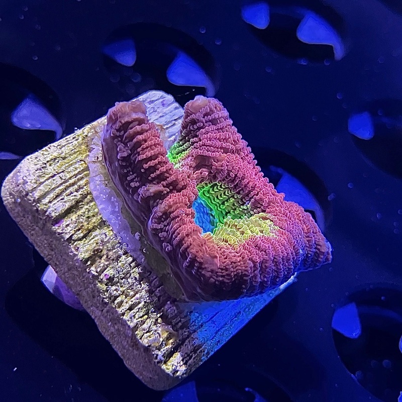 WYSIWYG - Ultra Rainbow Turquoise Favia