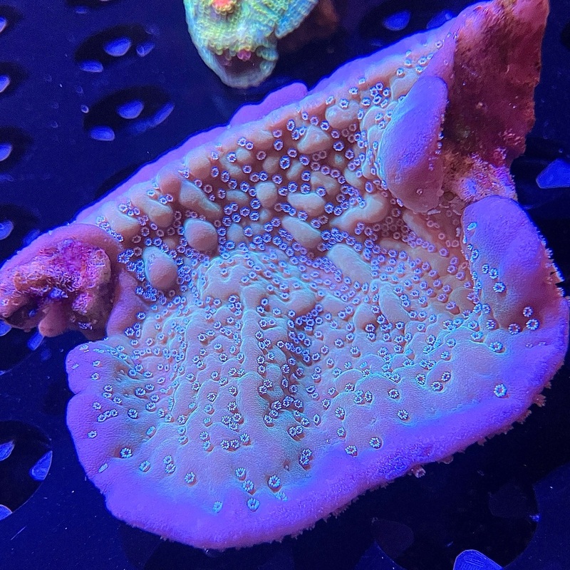WYSIWYG - Undata Montipora #2