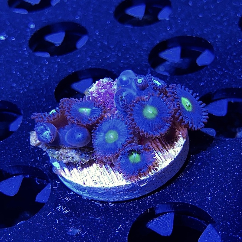 WYSIWYG - WWC AOI Zoa