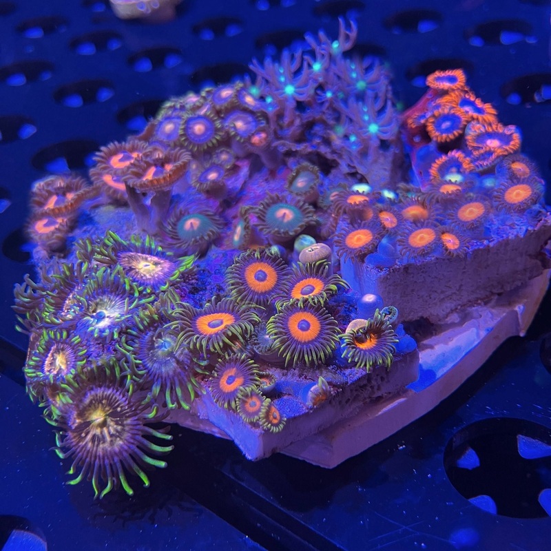 WYSIWYG - Zoa Garden 8+ Types #2