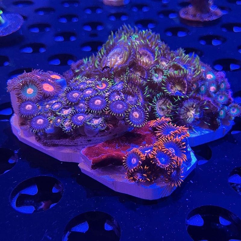 WYSIWYG - Zoa Garden 8+ Types #3