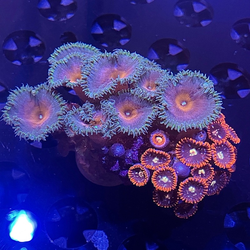 WYSIWYG - Zoa/Paly Combo Rock