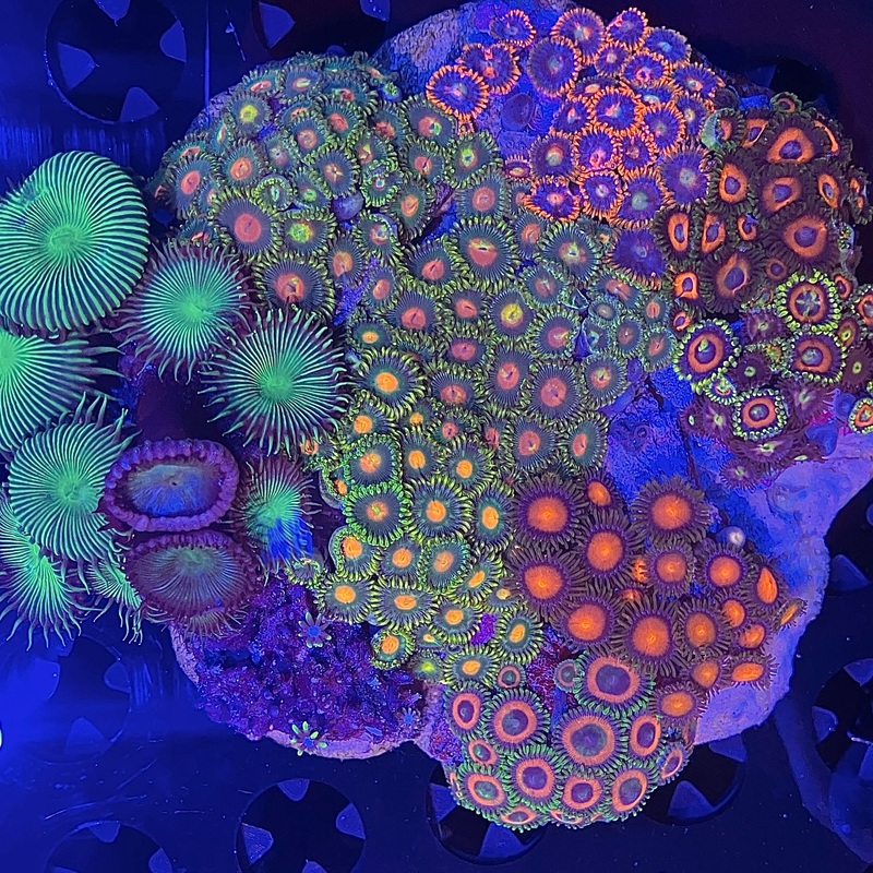 Zoanthid Garden 8+ Types