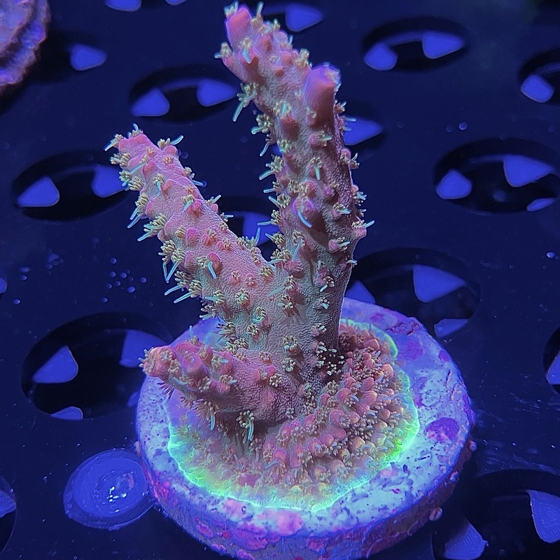 ACI Gallo Loco Acropora