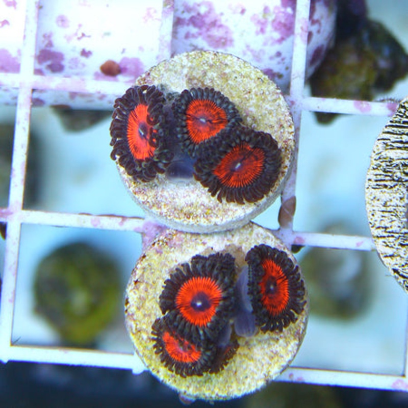 Armor of God Zoa Frag