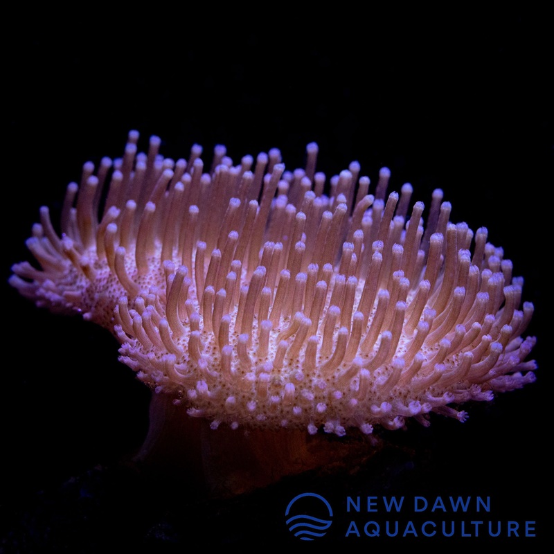 Beige Toadstool