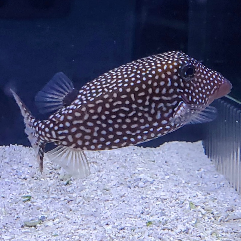 Black Spotted Boxfish | Female