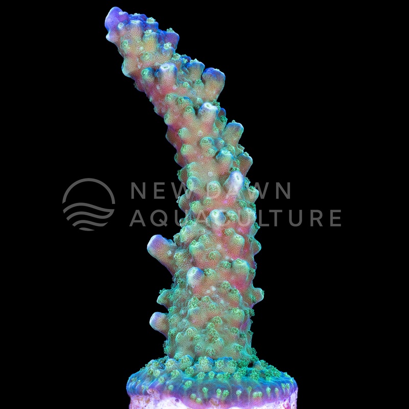 Blue Tip Acropora Valida