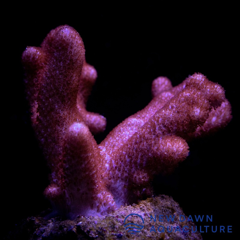 Blushing Finger Cladiella