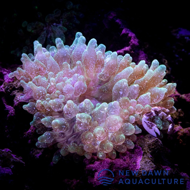 Green Snowflake Bubble Tip Anemone