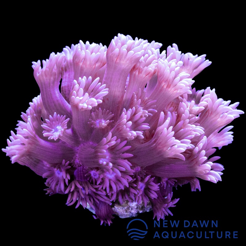 Purple Goniopora