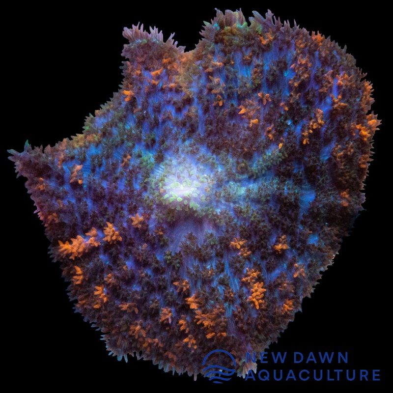 Purple Rhodactis