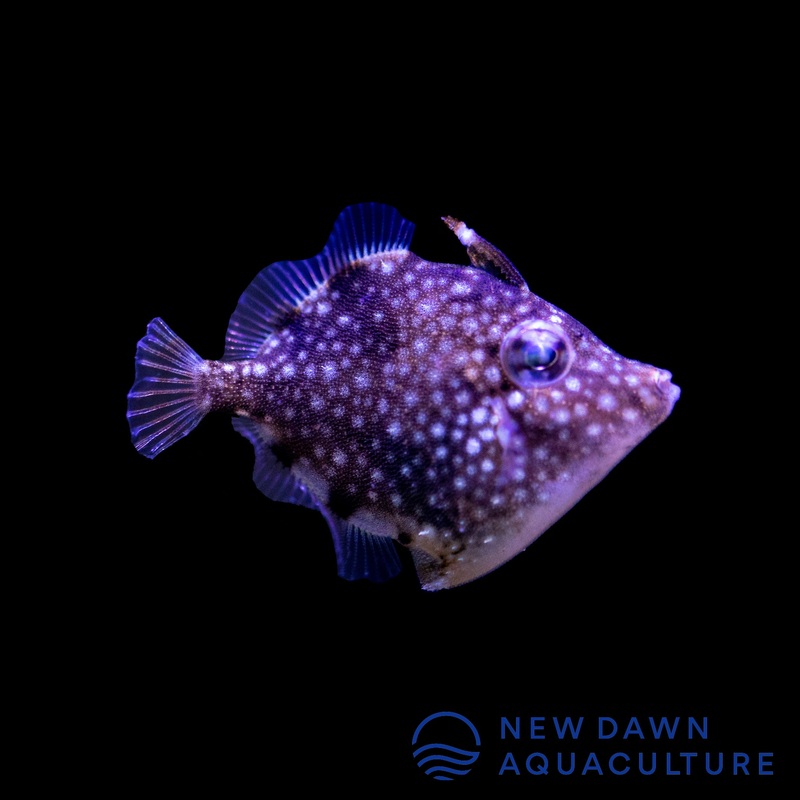 Pygmy Filefish