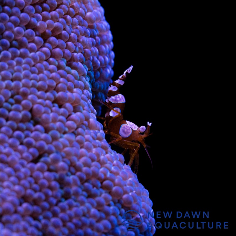 Sexy Anemone Shrimp