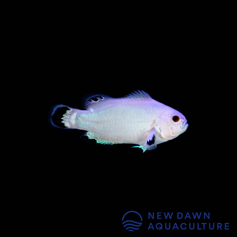 Snow Storm Ocellaris Clownfish
