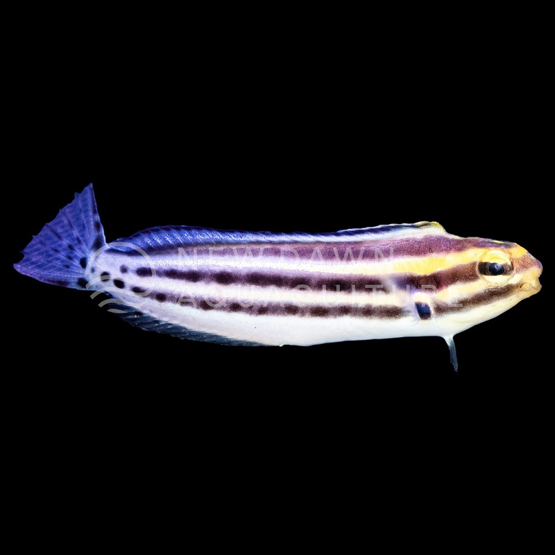 Striped Blenny