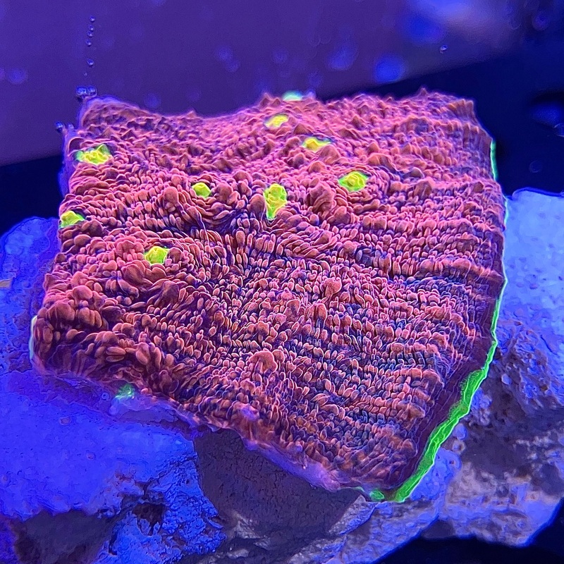 Watermelon Chalice