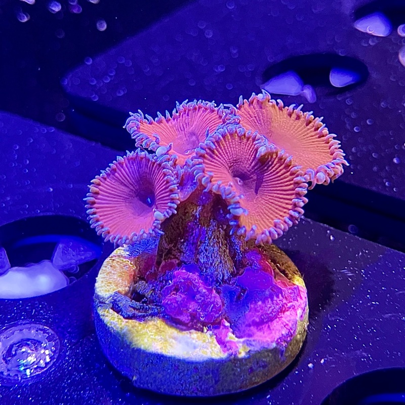 WYSIWYG - ACI Purple Urple