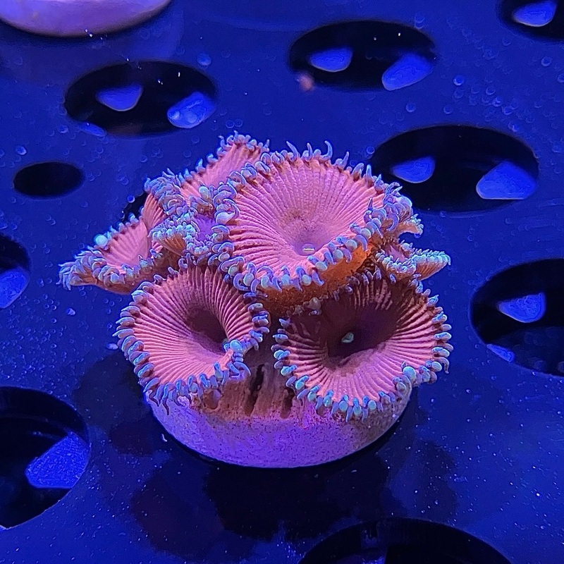 WYSIWYG - ACI Purple Urple #2