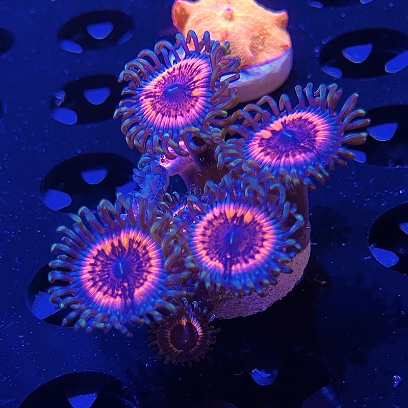 WYSIWYG - Armor of Gods Zoa #2