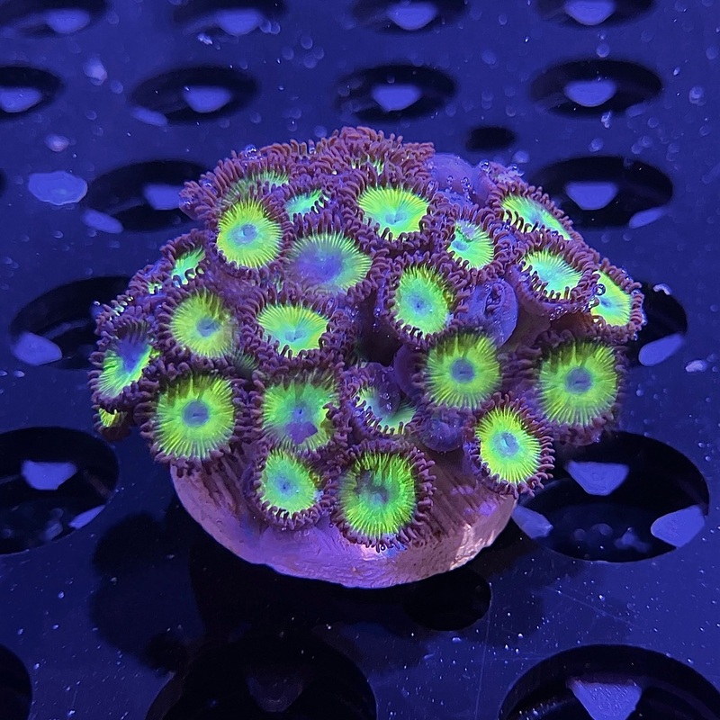 WYSIWYG - Black Bella Zoa