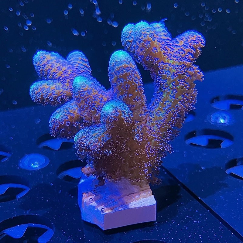 WYSIWYG - Blue Birdsnest