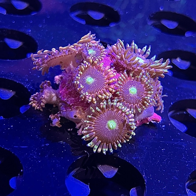WYSIWYG - Bozo's Birthday Zoa
