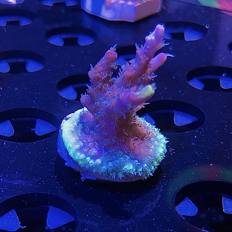 WYSIWYG - Bright Edge Pink Acropora