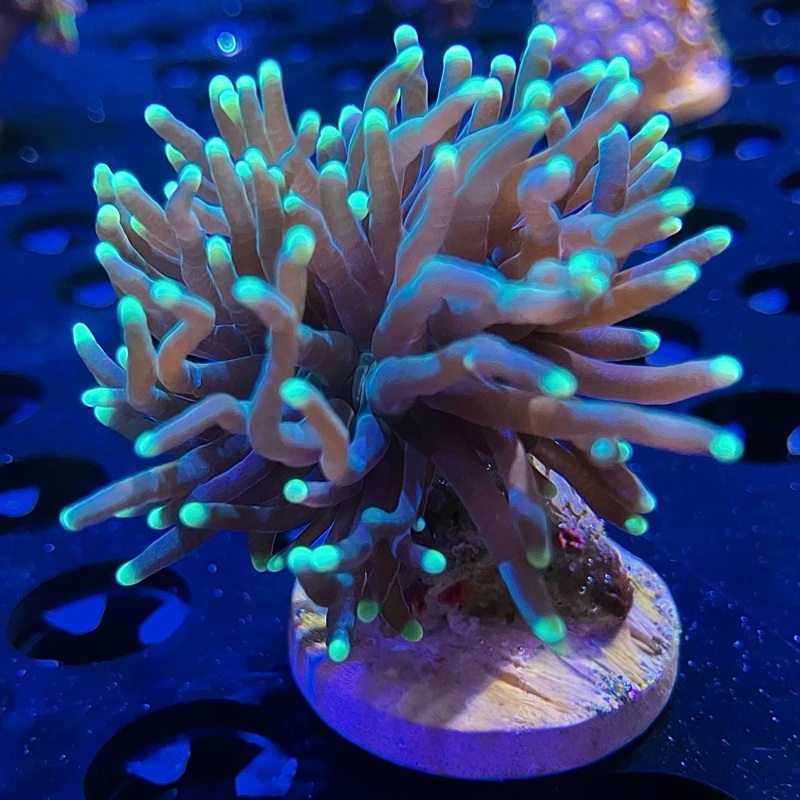 WYSIWYG - Bright Tip Green Torch