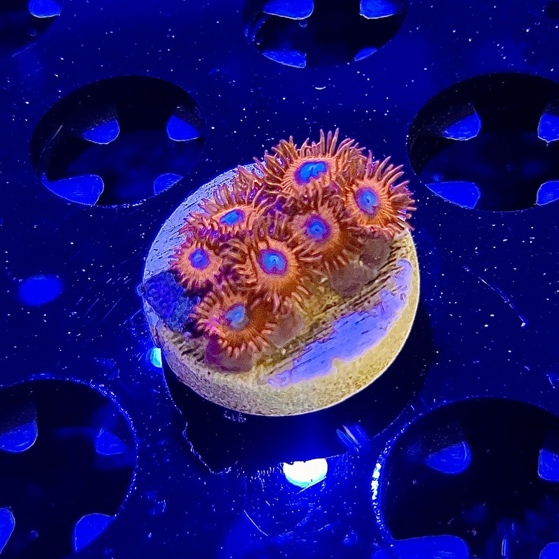 WYSIWYG - Charmander Zoa