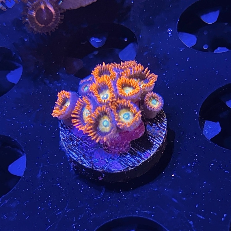 WYSIWYG - ECC Shatterfield Zoa