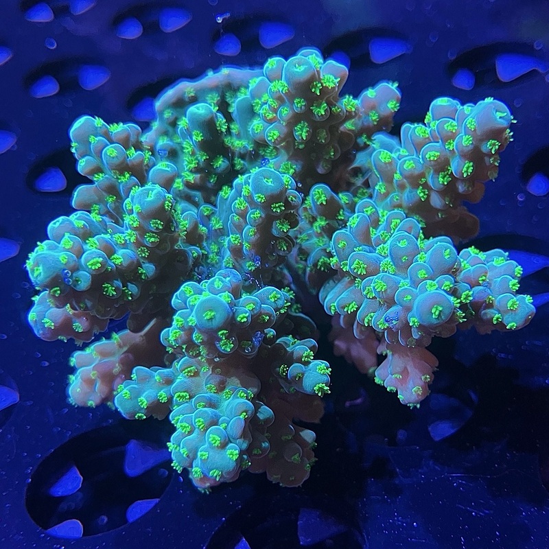 WYSIWYG - Emerald Green Fiji Acropora