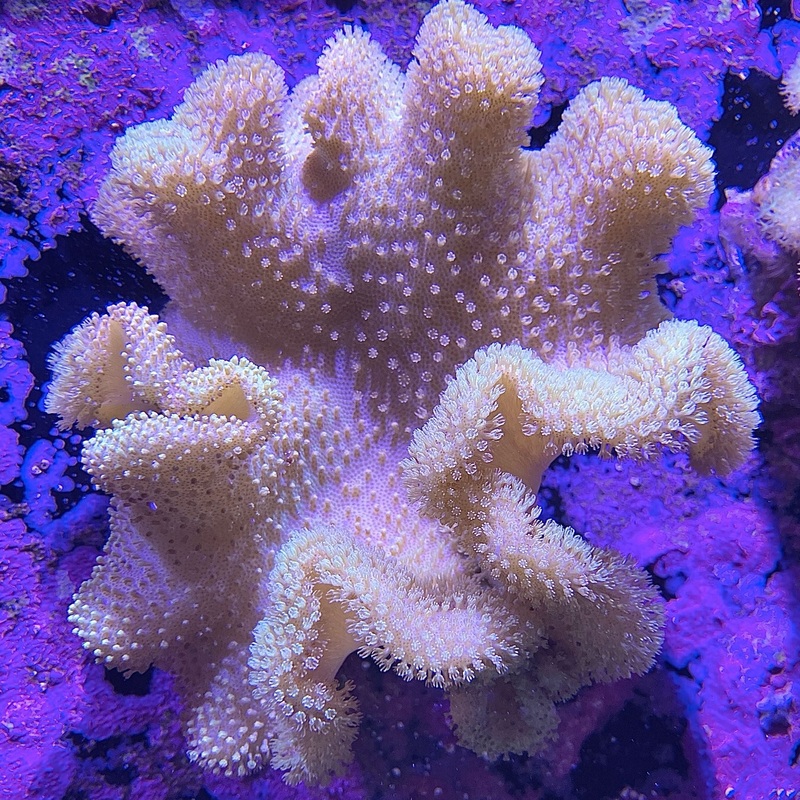WYSIWYG - Fiji Yellow Leather #2