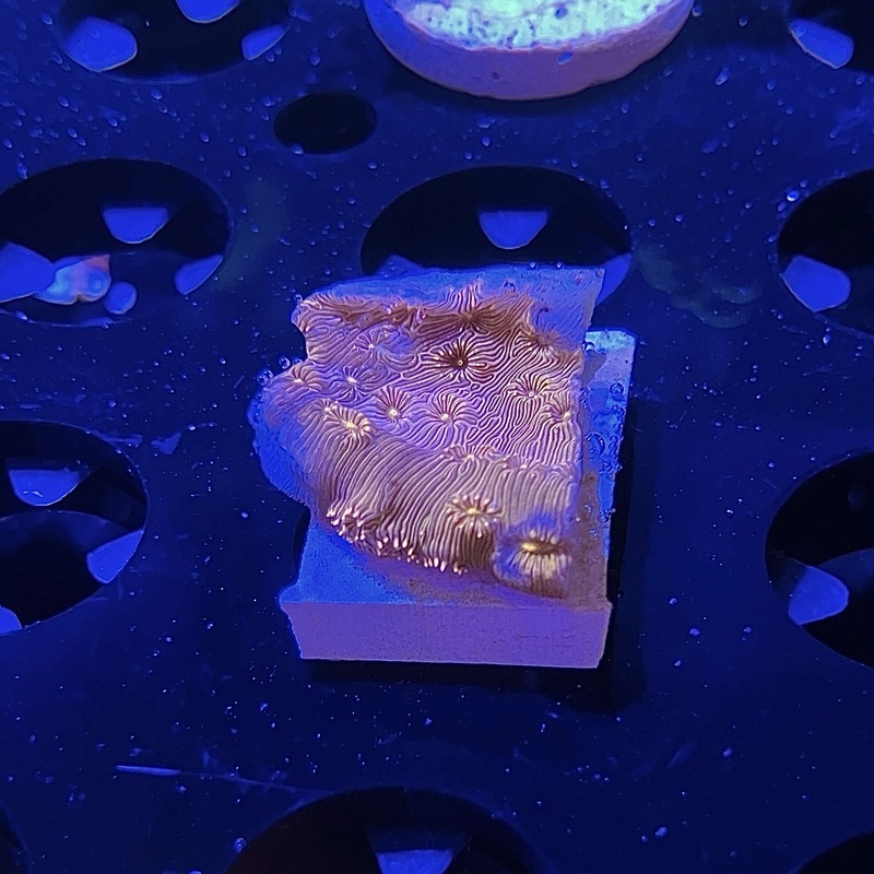 WYSIWYG - Golden Cyphastrea | Value Size