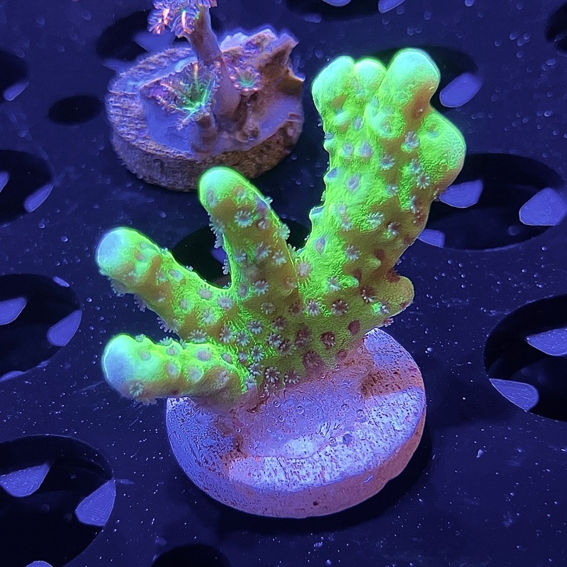 WYSIWYG - Green Anacropora | Value Size