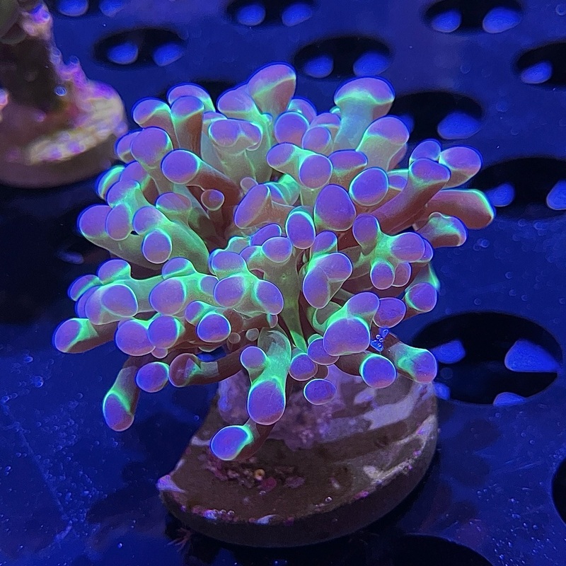 WYSIWYG - Hologram Hammer