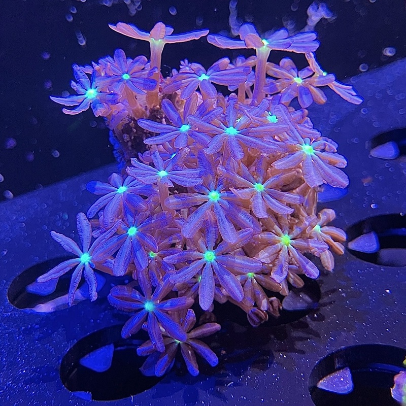WYSIWYG - Jasmine Polyp