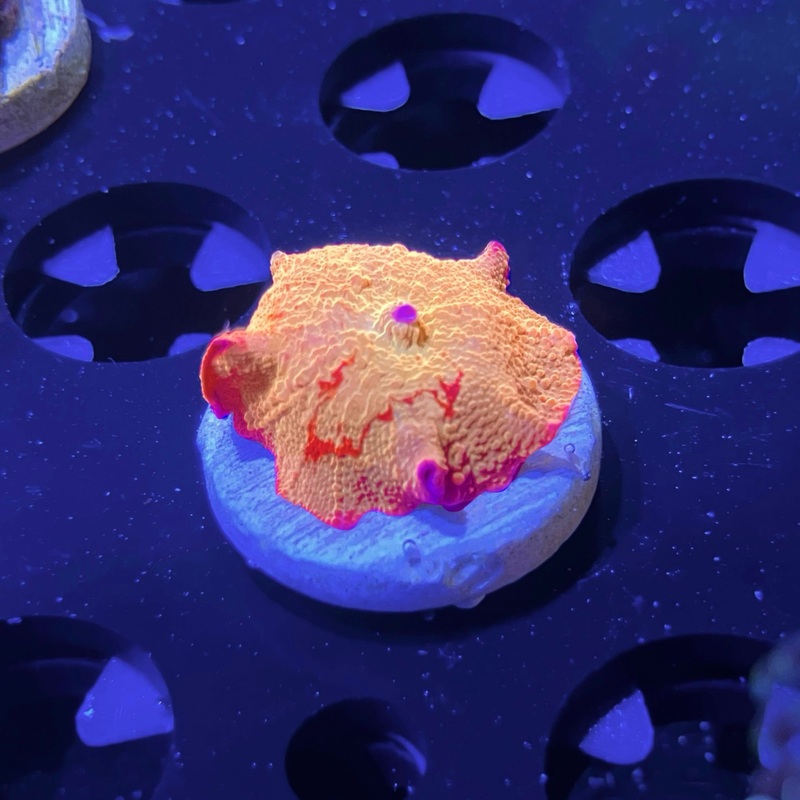 WYSIWYG - Jawbreaker Mushroom | 2 Color
