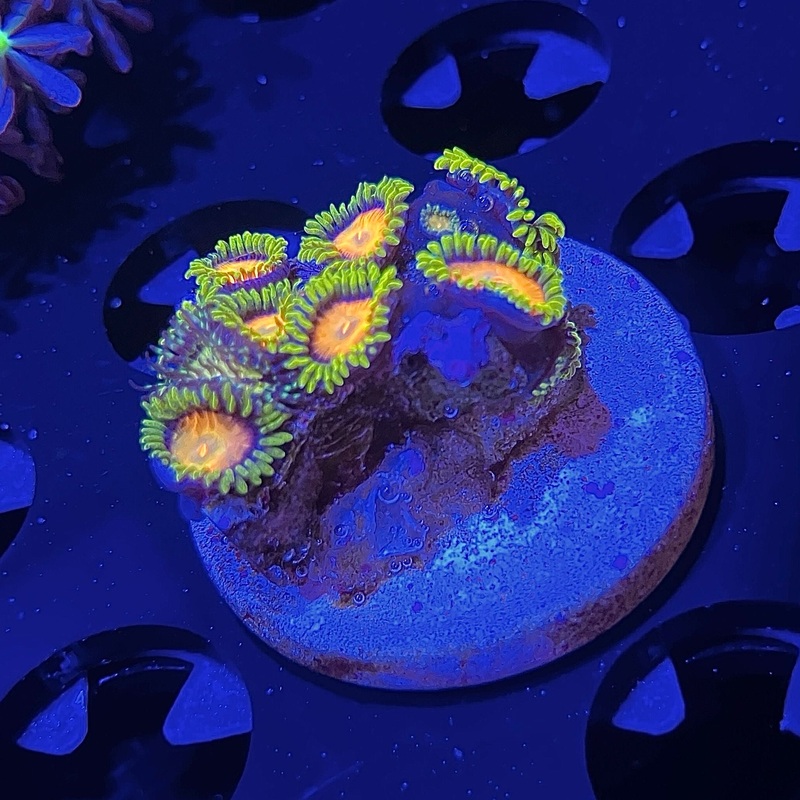 WYSIWYG - King Midas Zoa