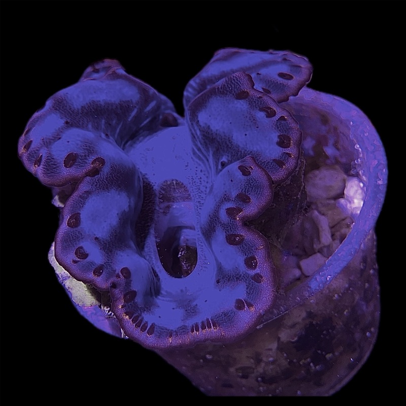 WYSIWYG - Large Ultra Purple Maxima