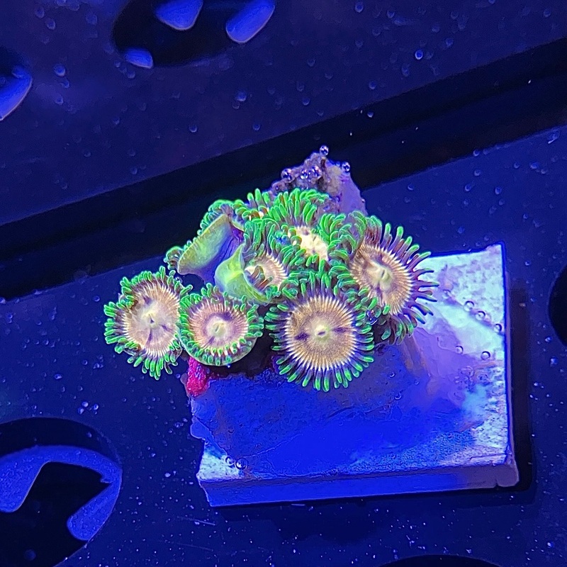 WYSIWYG - Laser Lemon Zoa