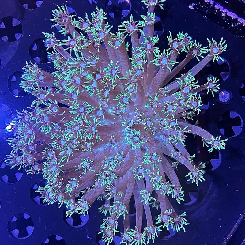 WYSIWYG - Lg Green Goniopora