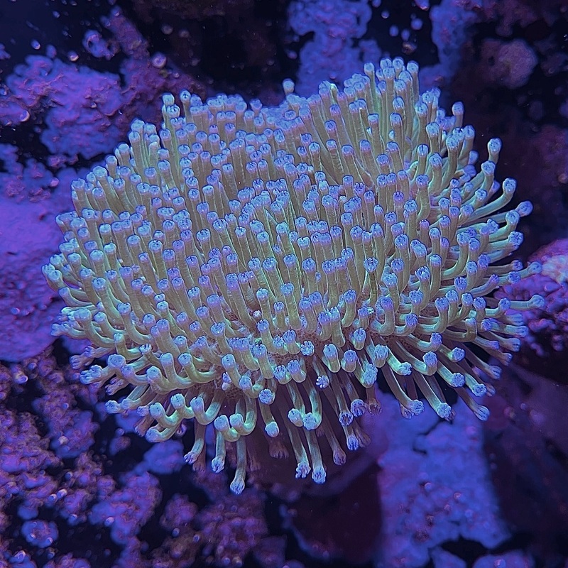 WYSIWYG - Light Green Long Polyp Toadstool