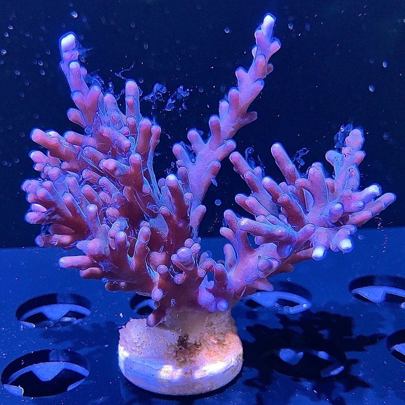 WYSIWYG - Lokani Acropora
